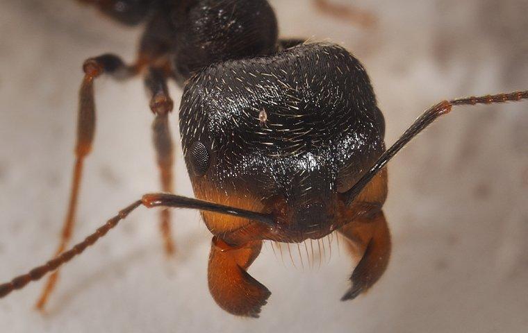 extreme close up of a harvester ant