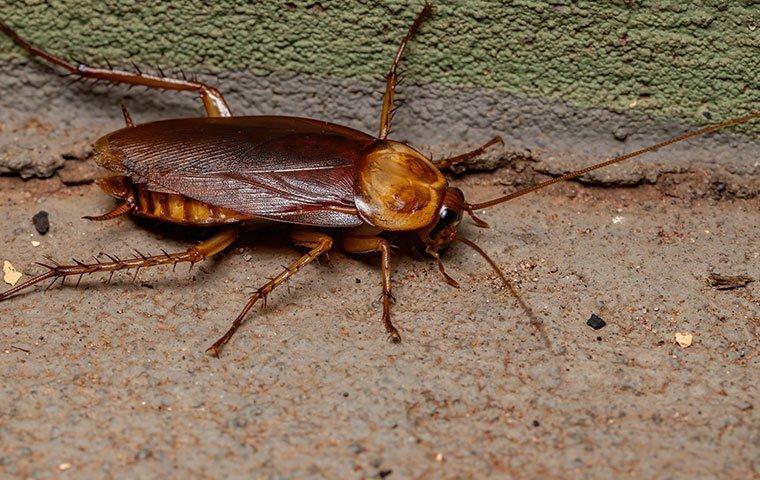 roach crawling along the foundation of a home