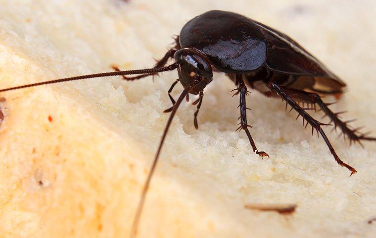 close up of a smokeybrown cockroach on bread
