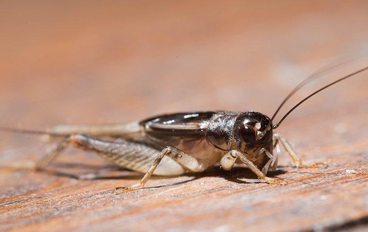 cricket on a piece of wood