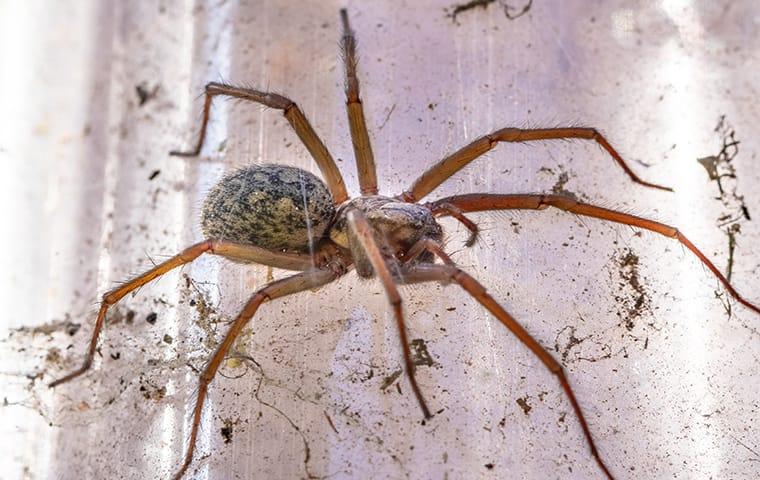 close up of a large spider