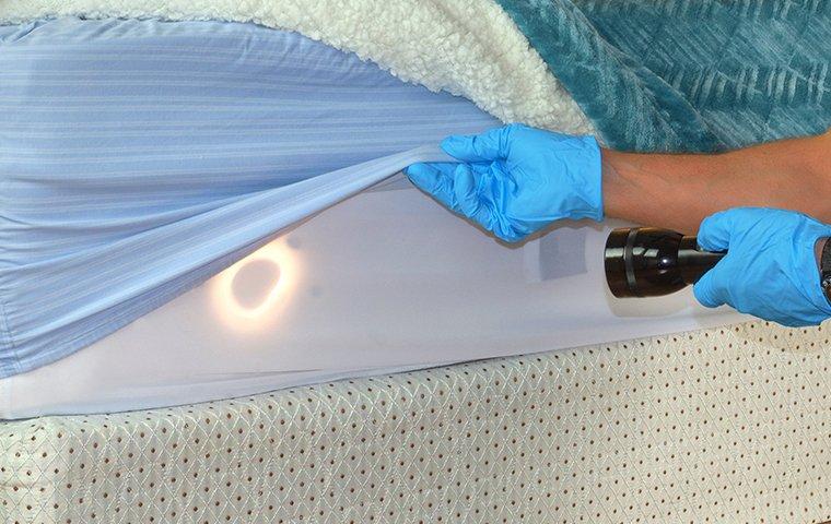 person inspecting a mattress for bed bugs
