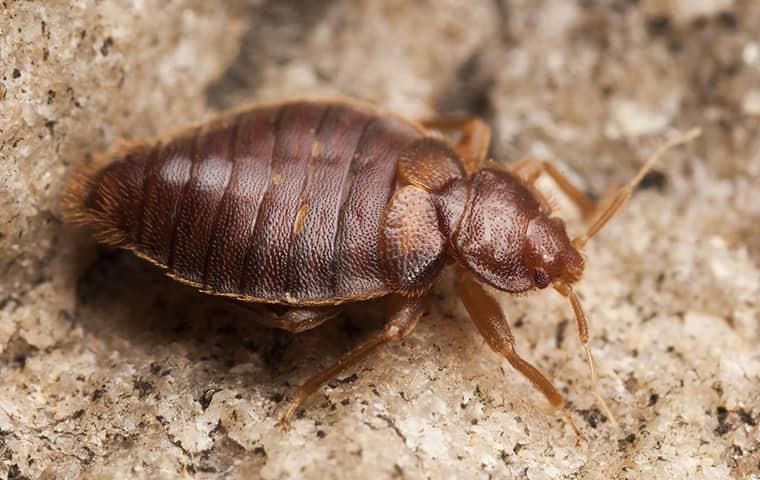 close up of a bed bug