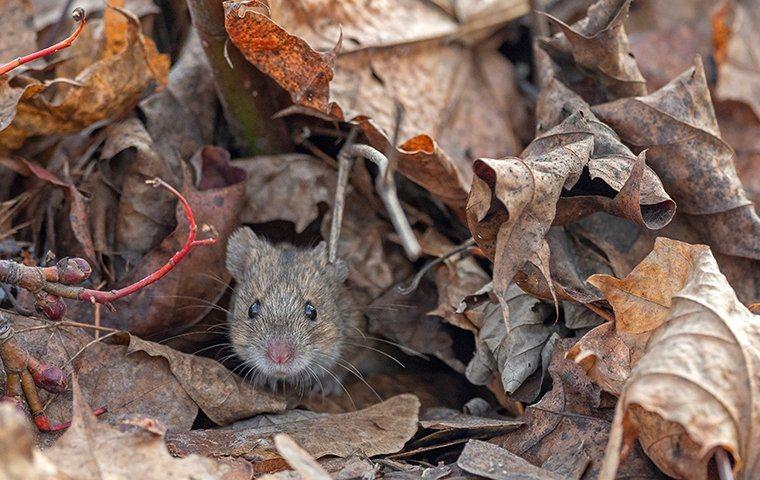 mouse in a pile of leaves