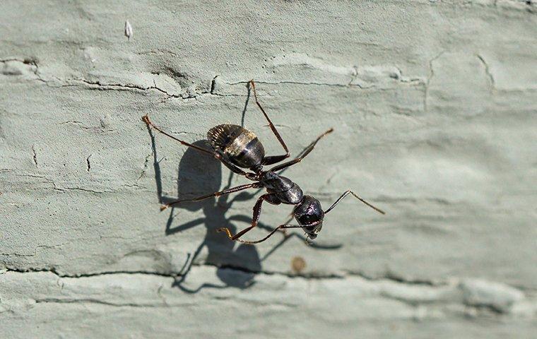 ant on a wall with a harsh shadow from the sun