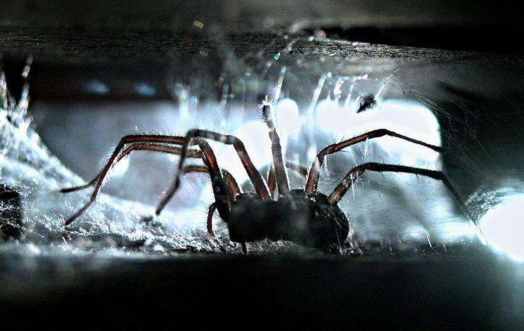 spider in a dark spot in a home