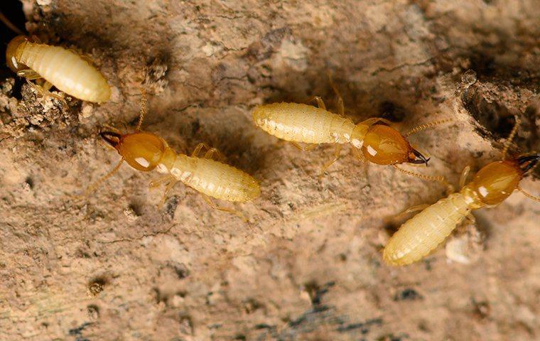 termites in the ground