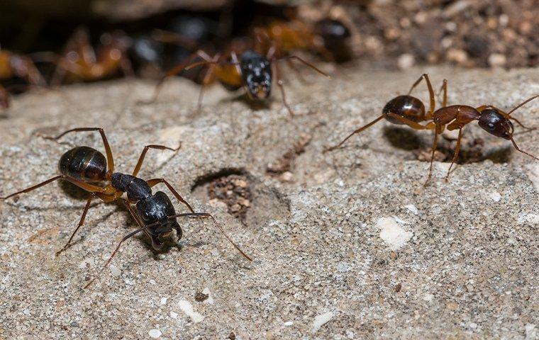 ants outside on stone