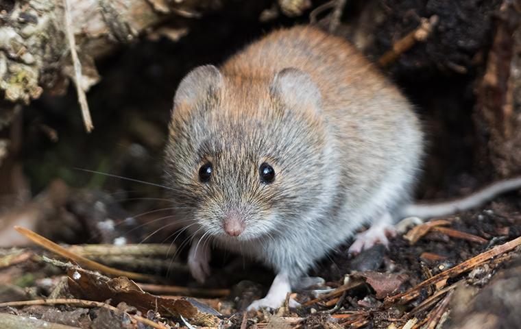 vole outside on the ground