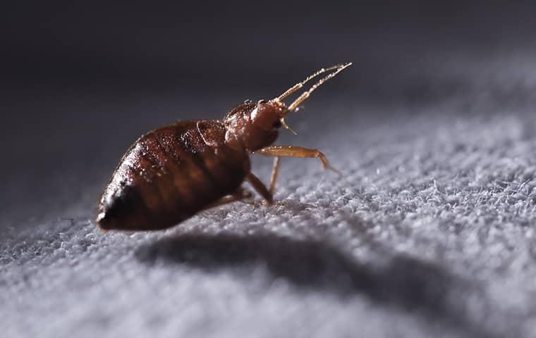close up of a bed bug on a blanket