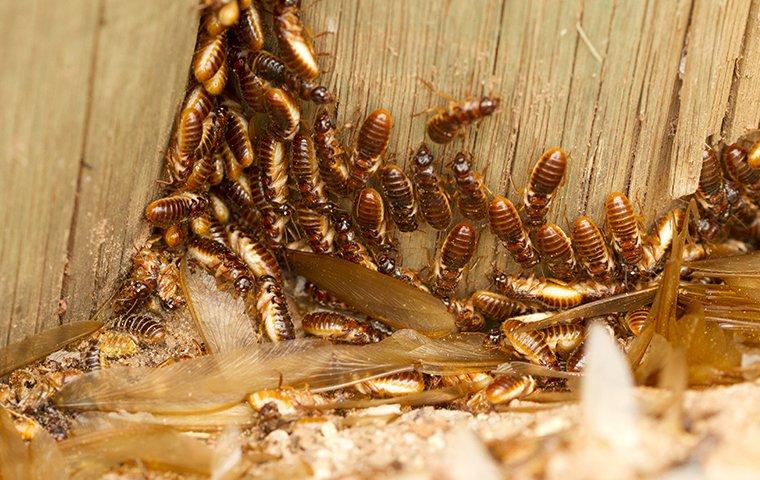 swarm of termites on wood