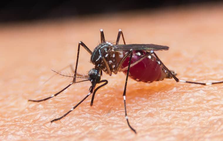 mosquito biting a person