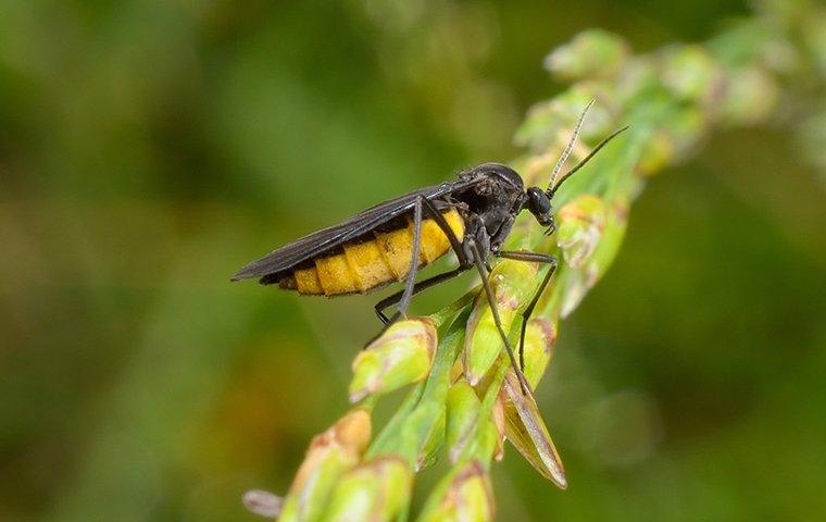 gnat on a leaf