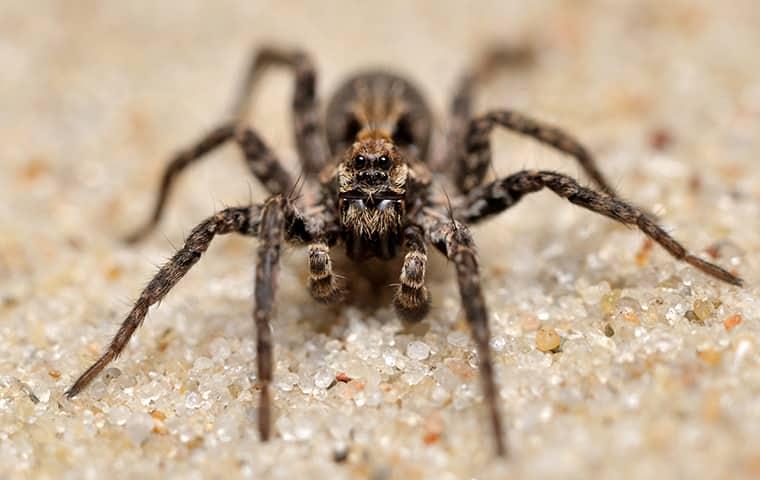 wolf spider on the sand staring at the camera