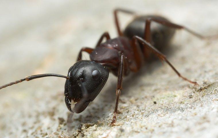 close up of a carpenter ant