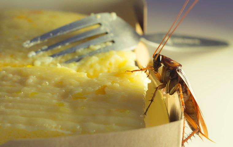 cockroach eating cake