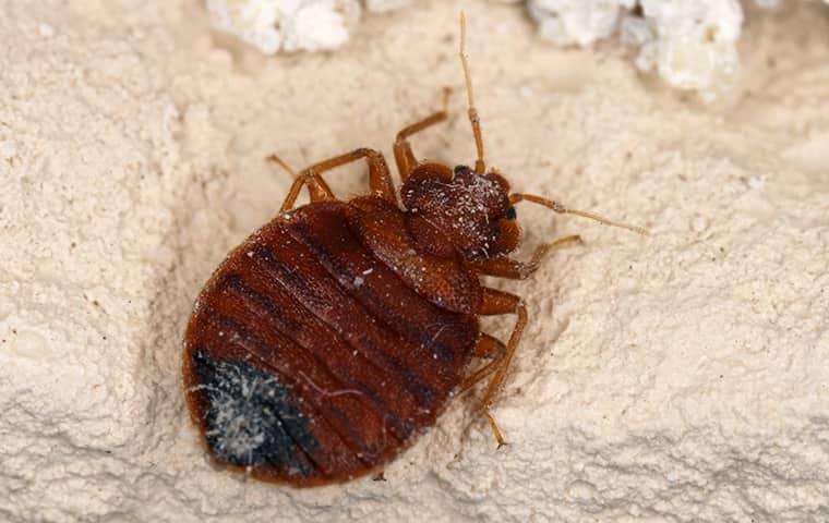 close up of a bed bug