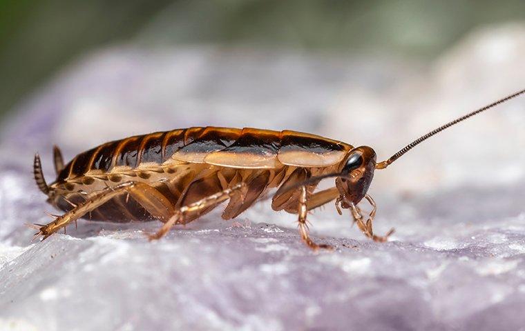 close up of a cockroach