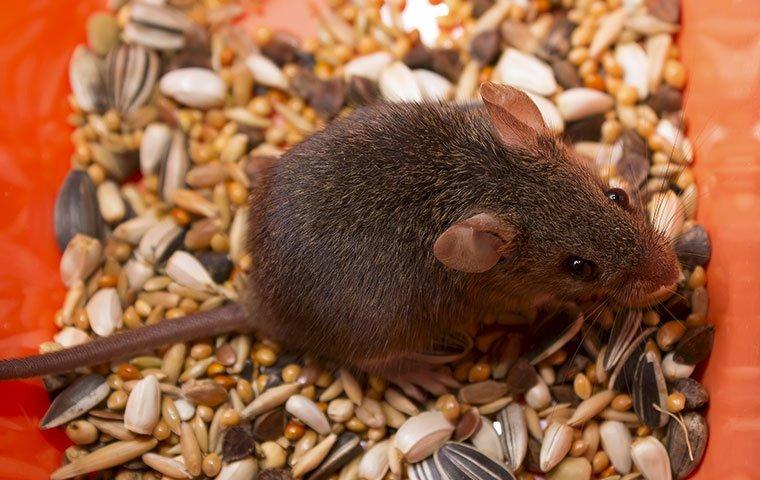 mouse eating bird seed