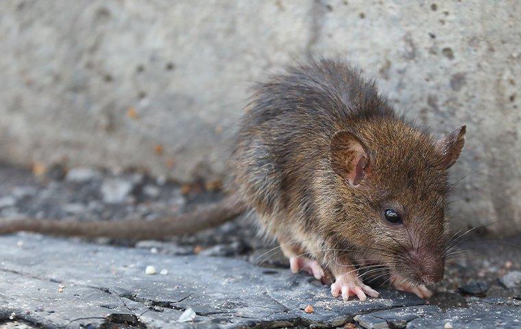 dirty rat on the street