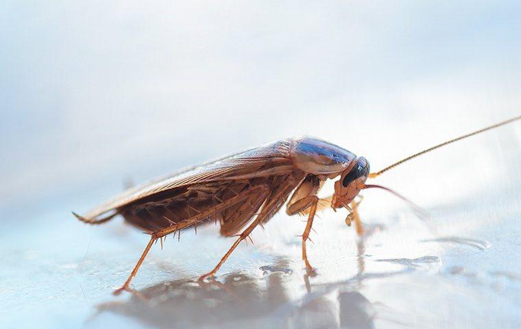 cockroach on a table