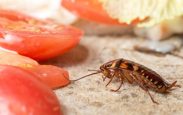 cockroach in the kitchen near tomatoes