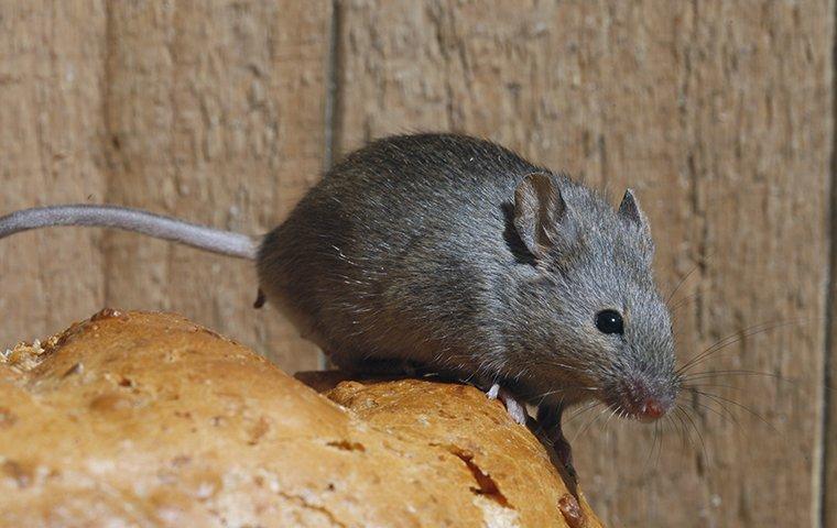 mouse on a piece of bread