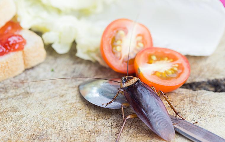 cockroach on a counter with food