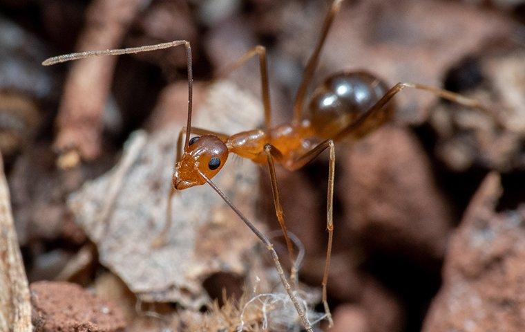 How to Get Rid of Raspberry Crazy Ants (Tawny Crazy Ants) 